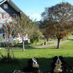 Hunde Mila und Nala vor dem Haus