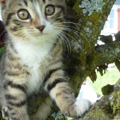 Katze Nelly auf dem Baum