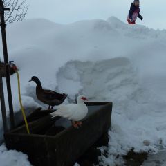 Enten im Schnee